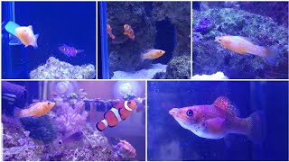 Acclimating Sailfin Mollies to saltwater for algae control in a reef tank Part 1 [upl. by Emarej]