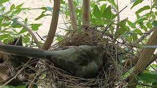 बैबलर चिड़िया अपने बच्चों को किस प्रकार से छीपा रही है 🐦🐥babbler birds nest baby cute mother [upl. by Nuhsal]