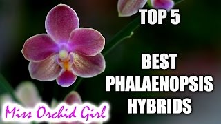 Top 5 Phalaenopsis Orchid Hybrids worth having [upl. by Hollingsworth704]