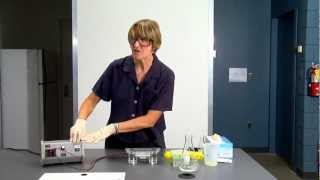 DNA gel electrophoresis lab demo [upl. by Glynnis]