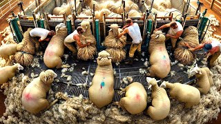 127 Billion Sheep Are Raised And Sheared By Farmers This Way  Sheep Farming [upl. by Sukcirdor790]