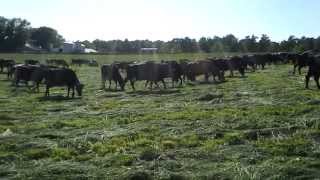 Dairy herd grazing premowed pasture [upl. by Ahsimak632]