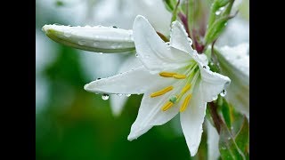 Michel Pépé  Fleur de Lys [upl. by Aeduj]