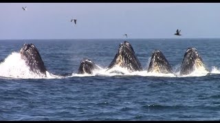 Best of Whale Watching Monterey California as of 7162016 [upl. by Darelle]