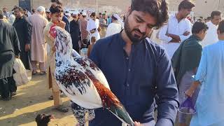 kohat Aseel murgha mandi new update 22102023 [upl. by Annehcu]