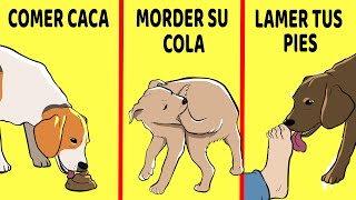 15 Comportamientos Extraños De Los Perros Explicados [upl. by Auqinal]