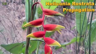 Heliconia rostrata or false bird of paradise propagation by dividing the rhizome [upl. by Jaycee380]