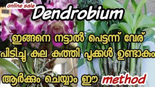 Dendrobium Orchid propagation  Easy methodMalayalam [upl. by Nylia]