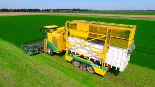 Parsley Harvesting  Ploeger MKC2TR container mower  Peterselie maaien loonbedrijf Maverko [upl. by Battiste]