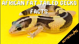 12 Amazing Facts about the African Fat Tailed Gecko Pet [upl. by Aima]