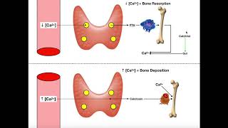 Regulation of Blood Calcium via PTH and Calcitonin [upl. by Rezzani]