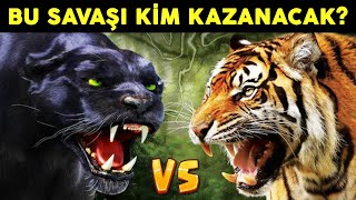 Bu İki İblis Savaşırsa Kim Kazanır Kaplan VS Kara Panter [upl. by Irving]