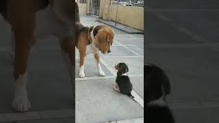 video funny dog 🐕 puppy pupswithpawsonality cute shortsvideo shortvideo shorts cutedog [upl. by Cadal]