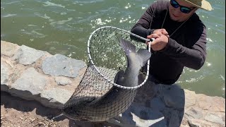 9 Pound Catfish Caught Fishing at Isleta lakes Albuquerque New Mexico [upl. by Stultz]