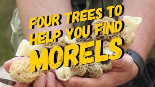 Four Trees to help you find Morels [upl. by Uohk876]