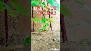 Gritten plant rainy season manshugamingstudio ll like and subscribe ll [upl. by Artima]