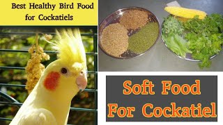 Cockatiel Soft Food  Cockatiel Diet Full Information In Hindi [upl. by Nivak379]