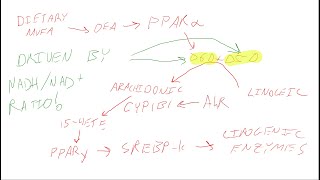 Olive Oil makes you Hypoxic Low Oxygen Succinate fixes it SFAMUFA Part 2 [upl. by Millar927]