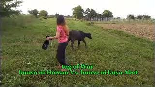 Si Cardo at si Pia farm carabao philippines [upl. by Odlanir]