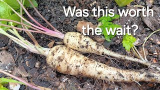 Growing parsnips in a pot on a small patio [upl. by Shaw]