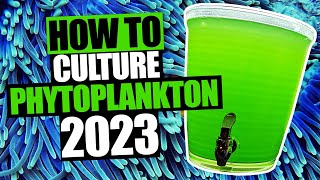 How to Culture Phytoplankton [upl. by Yanahs830]