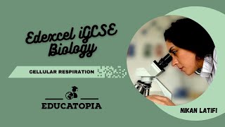 Respiration  How cell gets its energy  Respiration vs Breathing  iGCSE Biology 91  Educatopia [upl. by Coffeng]