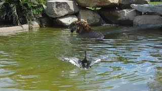 Worlds bravest duck plays with Sumatran tiger for fun [upl. by Assela363]