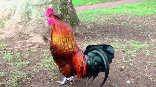 Rooster Crowing In the Morning  Rooster Crowing Sounds Effect [upl. by Ennairb399]