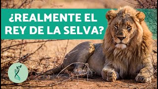 ¿Qué COMEN los LEONES 🦁 Características Hábitat Alimentación y Comportamiento Leones [upl. by Starr]