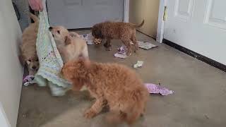 Cute Mini Labradoodle Puppies playing [upl. by Deuno]