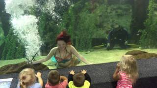 Mermaid Calliope at Newport Aquarium 2016 [upl. by Rihaz647]