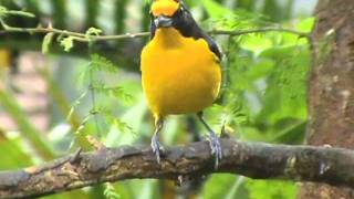 Gaturamoverdadeiro Euphonia violacea Macho [upl. by Politi985]