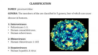 Picornaviruses [upl. by Dambro508]