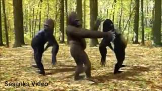 monkey dance with odia song [upl. by Ahsenad461]