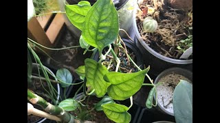 7 monstera species growing in pon pumice soil and perlite🍃 [upl. by Yenahteb196]