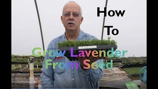 Growing Lavender From Seed [upl. by Hsetim870]