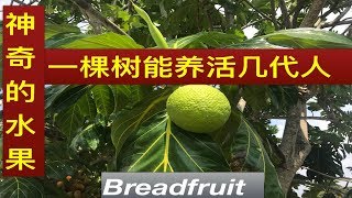 神奇面包树Breadfruit benefits khasiat pokok sukun [upl. by Llewol]