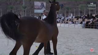 N 142 ALWALEED ALTAEY Hail International Arabian Horse Show 2024 Yearling Colts Class 7A [upl. by Grimes]