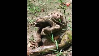 A video of a sloth crossing over a slithering anaconda has gone viral [upl. by Hars]