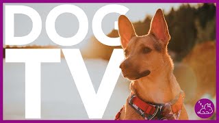 15 HOUR DOG TV  EXTREMELY ENTERTAINING VIDEO FOR DOGS [upl. by Manville]