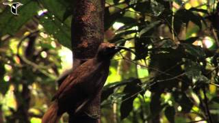 Blackbilled Sicklebill [upl. by Gasperoni]