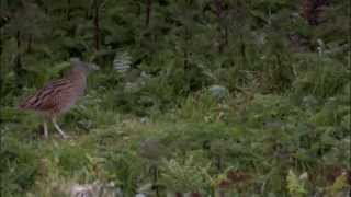 Living the Wildlife Corncrake  RTÉ Goes Wild [upl. by Gisser]