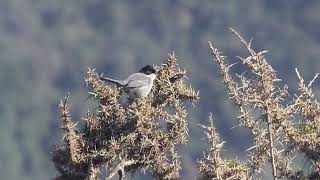 CURRUCA CABECINEGRA  SARDINIAN WARBLER  OCTUBRE 2024 [upl. by Huda76]