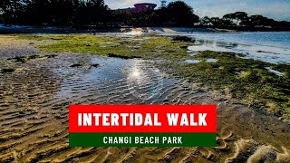 Intertidal Walk Changi Beach Park [upl. by Carlye]