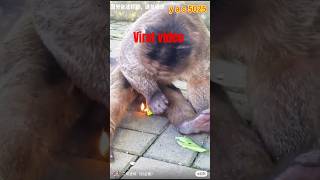 how to viral shots video on youtube । shorts fishing comedy funny [upl. by Dnalevelc261]