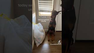 the voice i’m dead😭😭😭 tiktok funny dog real youtubeshorts fypシ゚ viralshorts [upl. by Maggs]