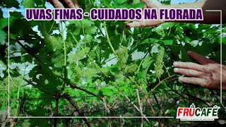 Dicas de Cuidados Especiais da Videira na Florada para Obter Frutos de Qualidade [upl. by Perusse802]