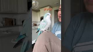 If bacon pancakes was a duet bird parrot quakerparrot baconpancakes [upl. by Jordanna285]