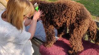 Barbet  French Water Dog Grooming armpit [upl. by Winifield338]