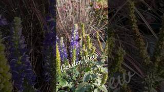 Perennial Garden Plants Fall Show 🎶🍃 perennial garden plants fallseason gardenplants [upl. by Nnagrom142]